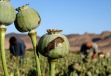 Увеличится ли наркотранзит из-за отсутствия погранзастав на кыргызско-таджикской границе?