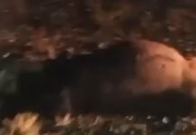 На Иссык-Куле маршрутка сбила двух лошадей