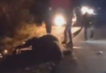 В Бостери легковушка сбила верблюда. ВИДЕО