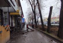 В центре Бишкека на мужчину упала большая ветка дерева