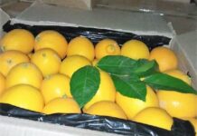 Из Таджикистана в Кыргызстан пытались контрабандой завезти 2,5 тонны лимонов