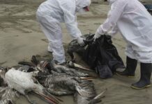 Перуда куш тумоосунан деңиз канаттуулары кырылууда