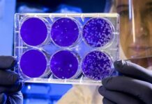 Россиянын 74 аймагында чочко тумоосу табылды