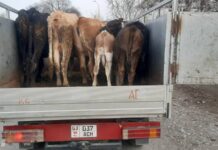 Казакстанда бука менен кочкорлорду тышка сатууга чектөө кирди