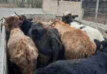 Лейлекте Кыргызстан менен Тажикстандын милиция кызматкерлери уурдалган малдарды ээлерине тапшырышты