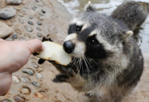 В Кыргызстане предлагают запретить контактные зоопарки и цирк с животными