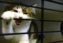 Друзья, а не еда. В Кыргызстане предлагают запретить есть собак и кошек