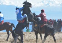 Көк-бөрүдөн келе жаткан улакчы каза болду