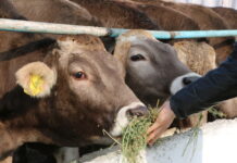 Тажикстандын аймагына өтүп кеткен малдар ээсине кайтарылды