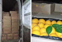 Лимонду мыйзамсыз ташып келе жаткан жаран кармалды