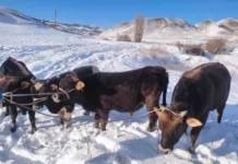 Өзбекстанга 140 миң сомдук мал айдап бараткан жаран кармалды