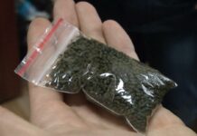 Өзбекстандан 13 тонна насвай ташып келаткан жаран жана 35 баш майда малды, жылкыны мыйзамсыз ташыган адам кармалды