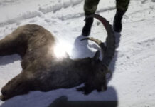 Браконьер с застреленным горным козлом в багажнике задержан на Иссык-Куле