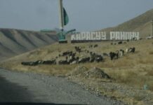 Ошто мыйзамсыз берилип кеткен 38 га жер мамлекетке кайтарылды