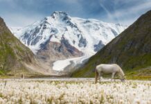 Жаңы мыйзам. Кыргызстанга 20 млн сом инвестиция салгандар 10 жылга виза алат