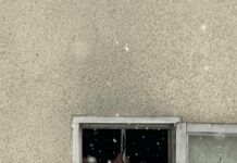 Жылкы уурдоого шектелип кармалган Болот Назаров камакта калды