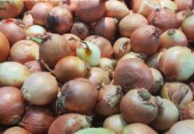 “Баасы 60 сомду чапчыды”: Казакстан пияз экспортун үч айга токтотту