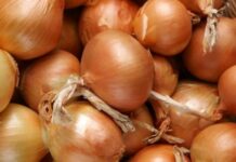 Пияздын баасы 100 сомго чейин көтөрүлүшү мүмкүн