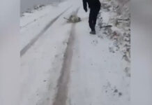 Живодеры в горах переехали волка, а затем добивали его камнями