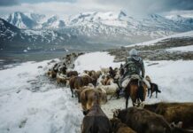 Кыргызстандан 427 баш топоз Тажикстанга өтүп кеткен, – сүрөт