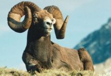 Ысык-Көл менен Нарында кийикке аңчылык кылууга тыюу салынды