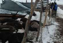 В Джалал-Абаде из-за снегопада погибло 80 овец