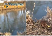 ВИДЕО: Ондатрды тепкен адамдын видеосу жарыяланды