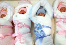 Чүйдө төрт эм жарык дүйнөгө келди