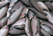 Россия Кыргызстандын форель балыгын киргизүүгө тыюу салды