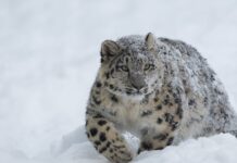 ВИДЕО: В горах Иссык-Куля чабан встретил снежного барса, когда тот поедал яка