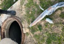 Служебная собака нашла схрон с оружием на кыргызско-узбекской границе