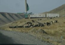 “21 млн 770 миң сомдук зыян”: Кызыл-Кыштак айыл өкмөтү жер тилкелерди мыйзамсыз ижарага берген