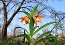 В ботсаду Бишкека расцвел лунный цветок Айгуль — фото