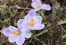 В ботсаду им. Гареева в Бишкеке распустились цветы — фото