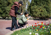 Красота! В Бишкеке расцвели тюльпаны — фото