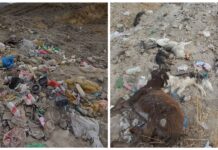 Мертвые животные, горы мусора: в Тоне вода со свалки течет в Иссык-Куль