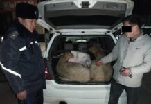Ысык-Көлдө кой уурдаган айдоочу кармалды