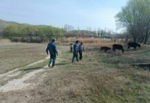 Баткенде кароосуз калып, тажик тарапка өтүп кеткен малдар ээлерине кайтарылды