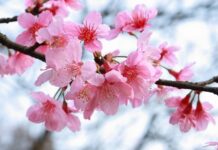 Редакция Bulak.kg поздравляет кыргызстанцев с Ноорузом