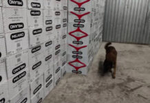 Таможенники пресекли ввоз контрабандных сигарет, сумма ущерба превышает 54 млн сомов