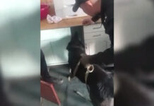 Благодаря банке с вареньем в Караколе «накрыли» нарколабораторию — видео