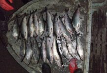 Ысык-Көлдө мыйзамсыз балык уулаган браконьер кармалды