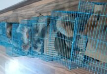 Узбекистанец пытался незаконно вывезти из Кыргызстана 13 белок — видео