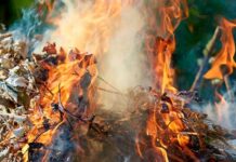 Жалбырак өрттөгөн жарандарга 7,5 миң сом айып пул салынат