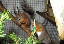 Өзбекстанга 13 тыйын чычкан ташып бараткан киши кармалды