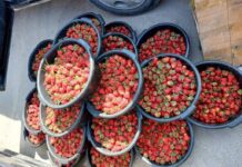 В Лейлеке пограничники пресекли провоз контрабанды на 350 тыс. сомов