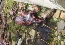 На въезде в Кара-Куль лежат ободранные туши ослов. Осторожно, фото!