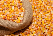 Россияда Кыргызстандан барган жүгөрүдөн ГМО табылды