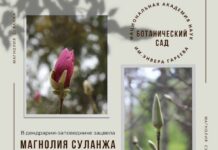 В Ботсаду зацвела магнолия. Горожан приглашают на экскурсию