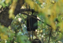 Аялдын жансыз денеси эки ай карагайда илинип турган